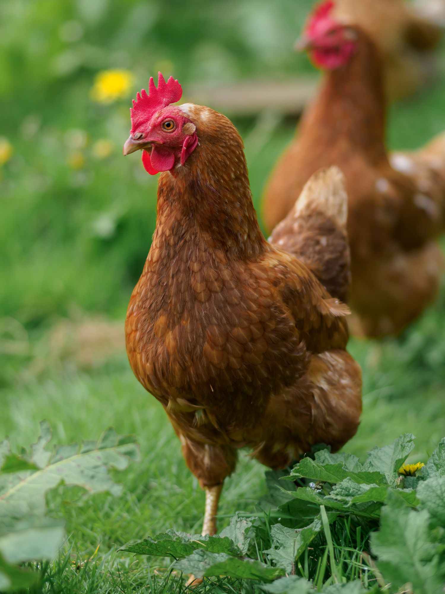 A brown hen photographed closely in a grassy setting; illustrative, not diagnostic