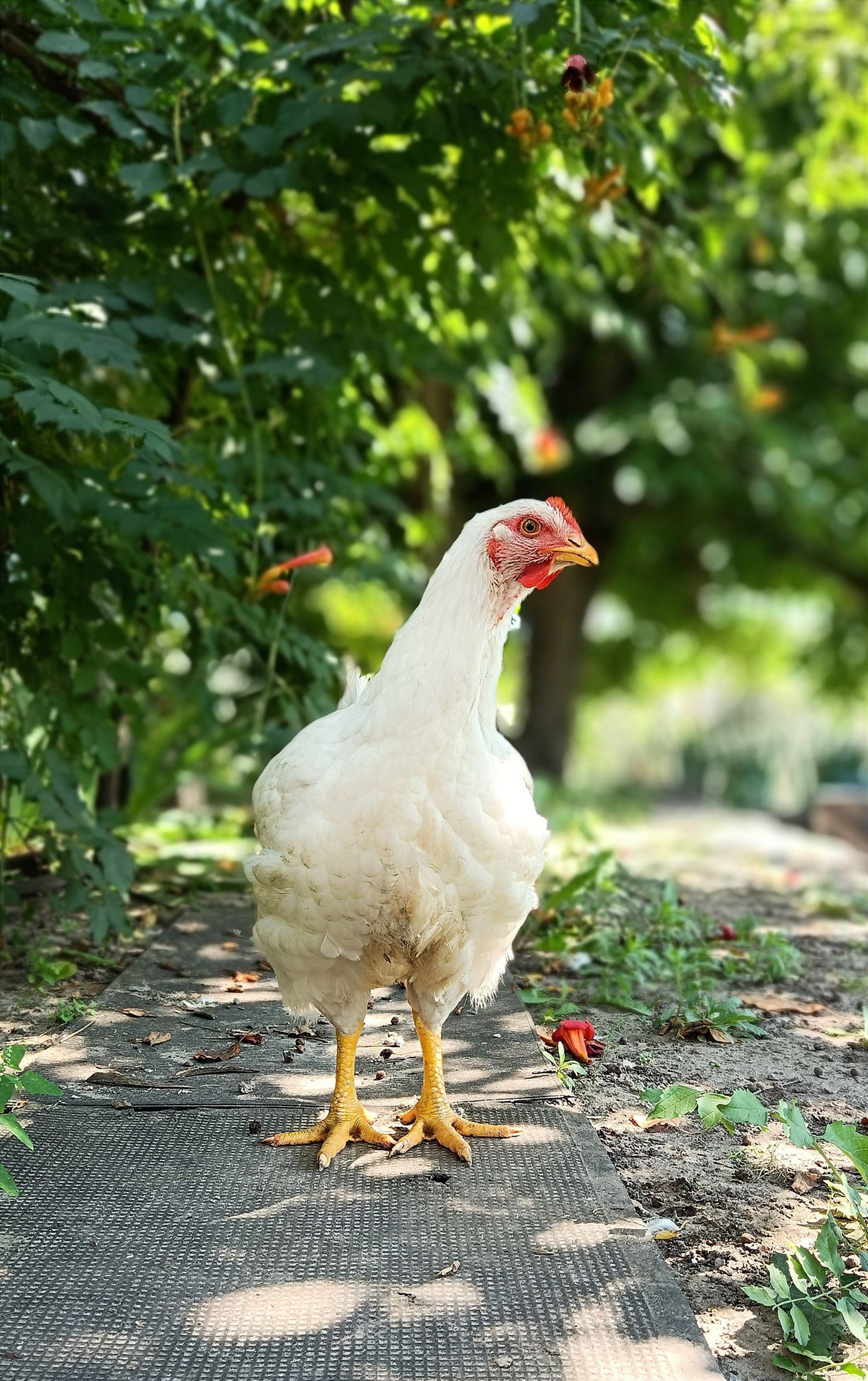 A white hen standing in a sunlit garden