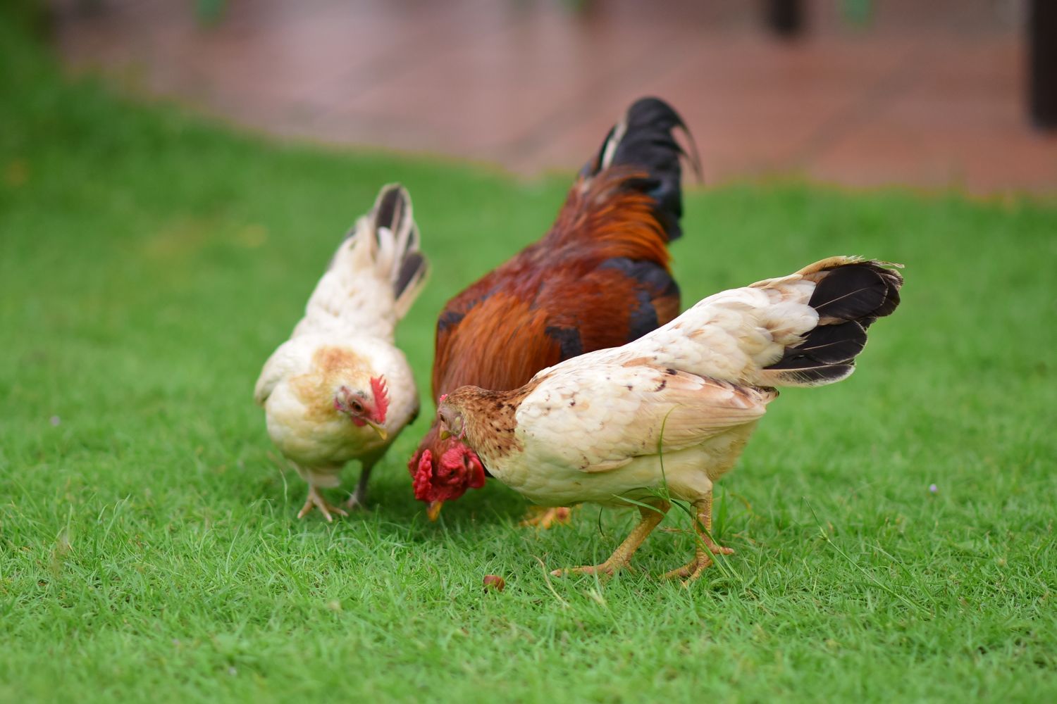 A mixed flock foraging on green grass