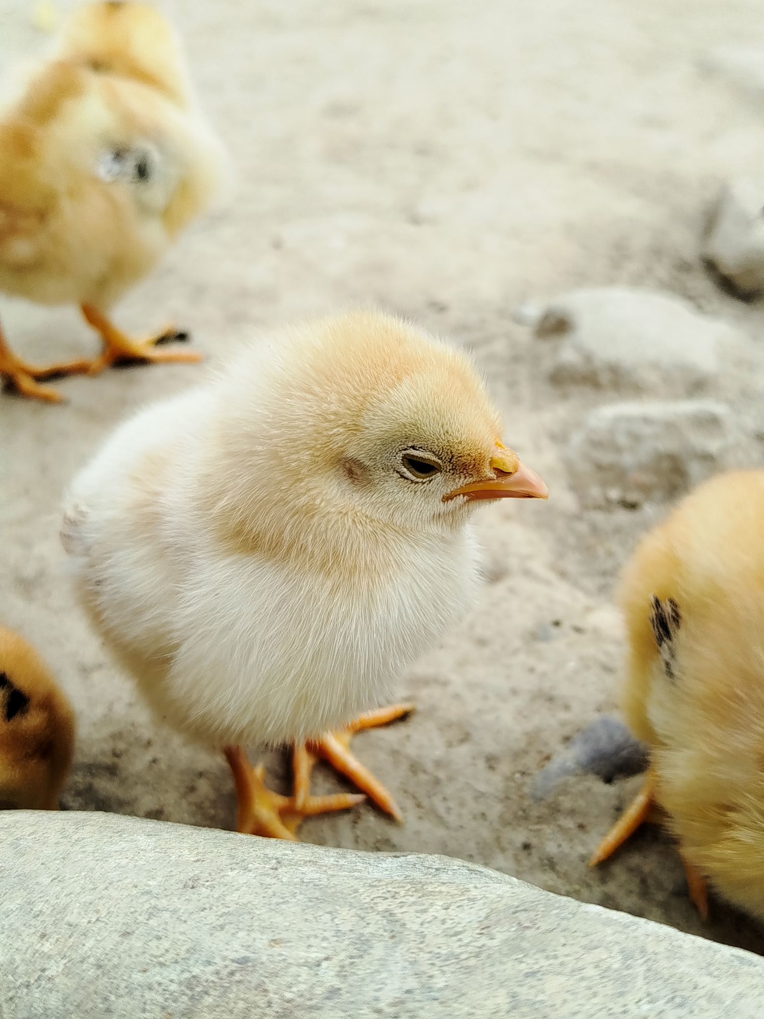 A yellow chick standing among other young chicks