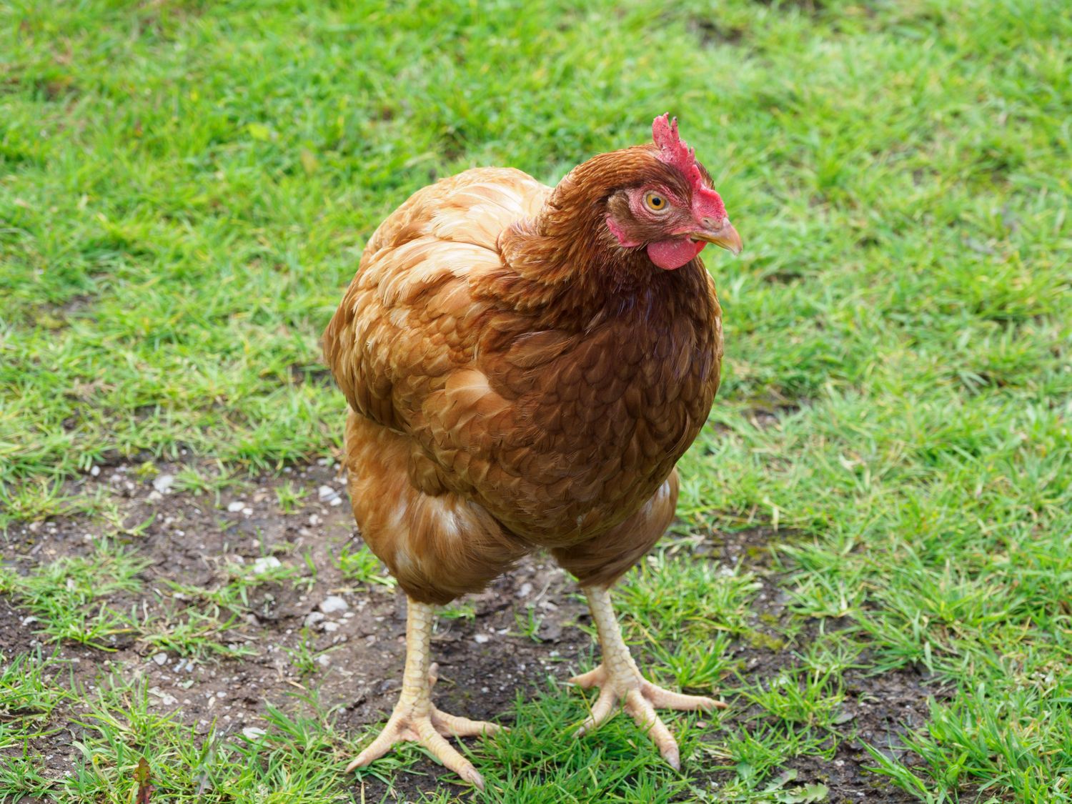 A brown hen standing on garden grass