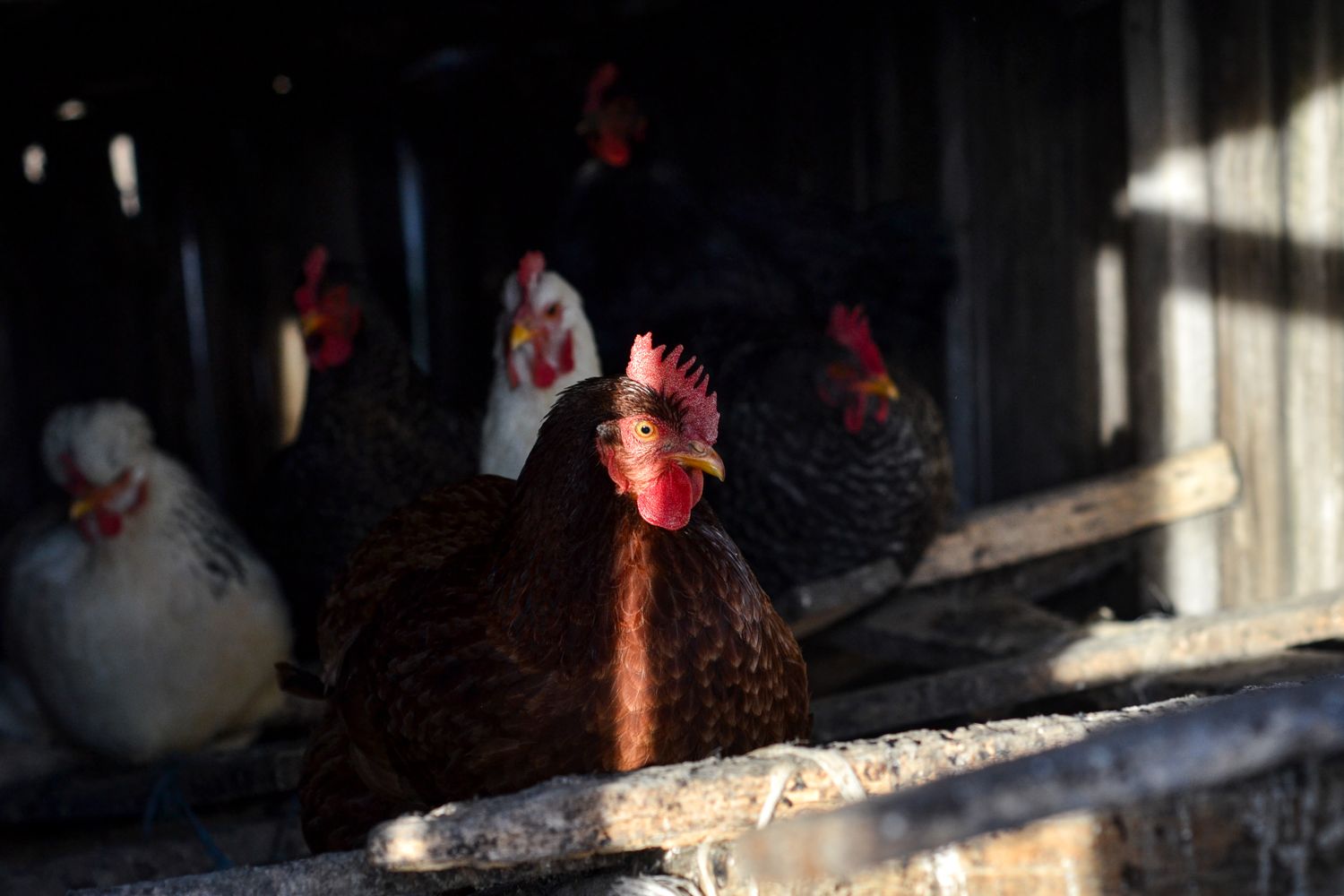 Hens resting together inside a wooden house