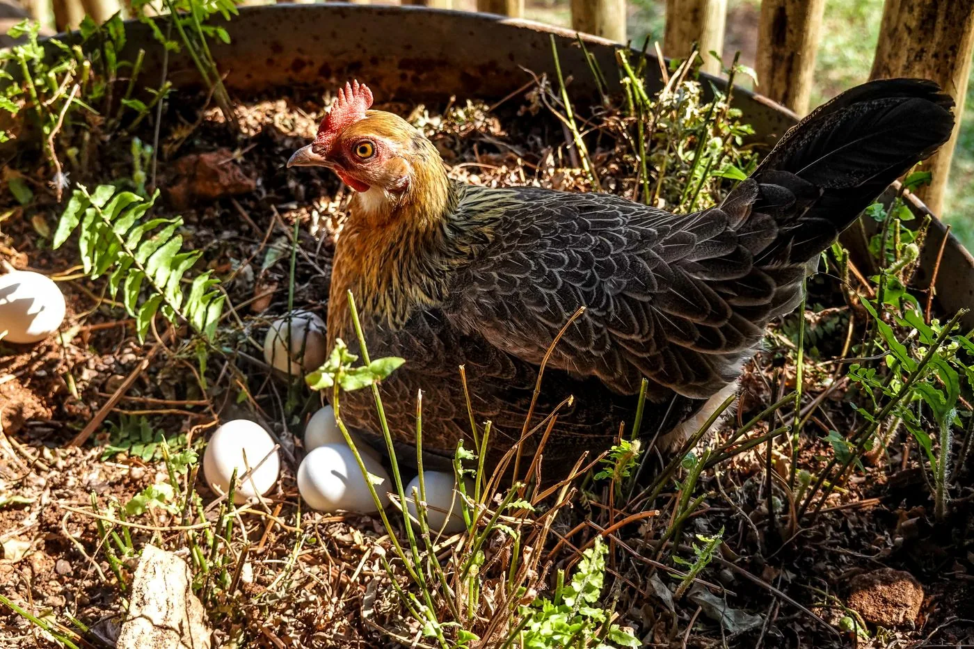 A patterned hen beside a clutch of pale eggs