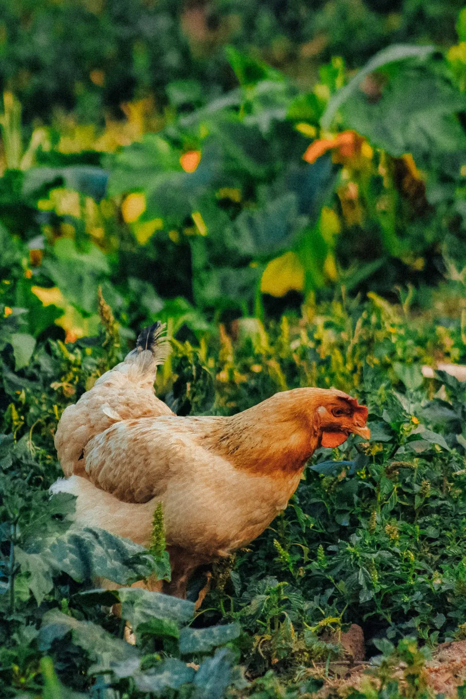 A golden-brown hen among green garden plants