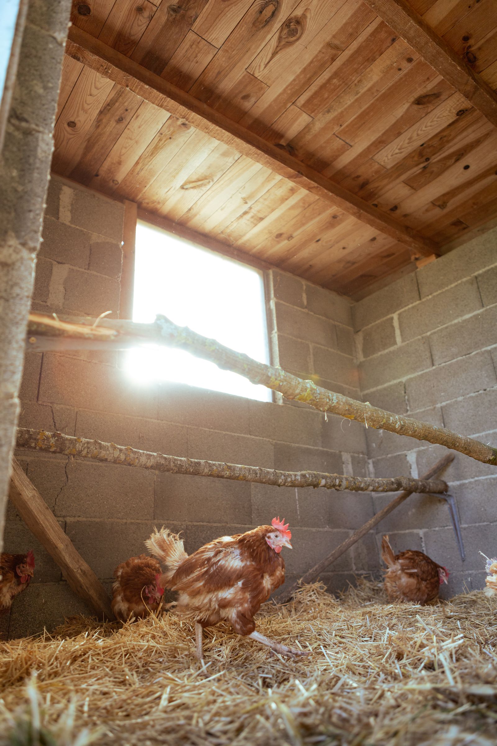Hens in a covered coop on straw bedding. The image is a general illustration of a small flock, not proof of a compliant setup.