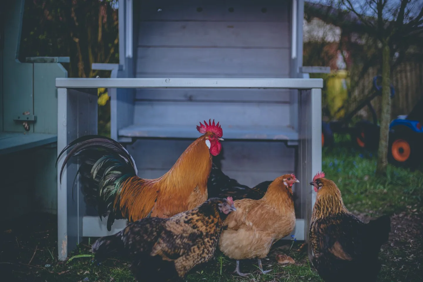 Hens and a cockerel beside a wooden chicken house