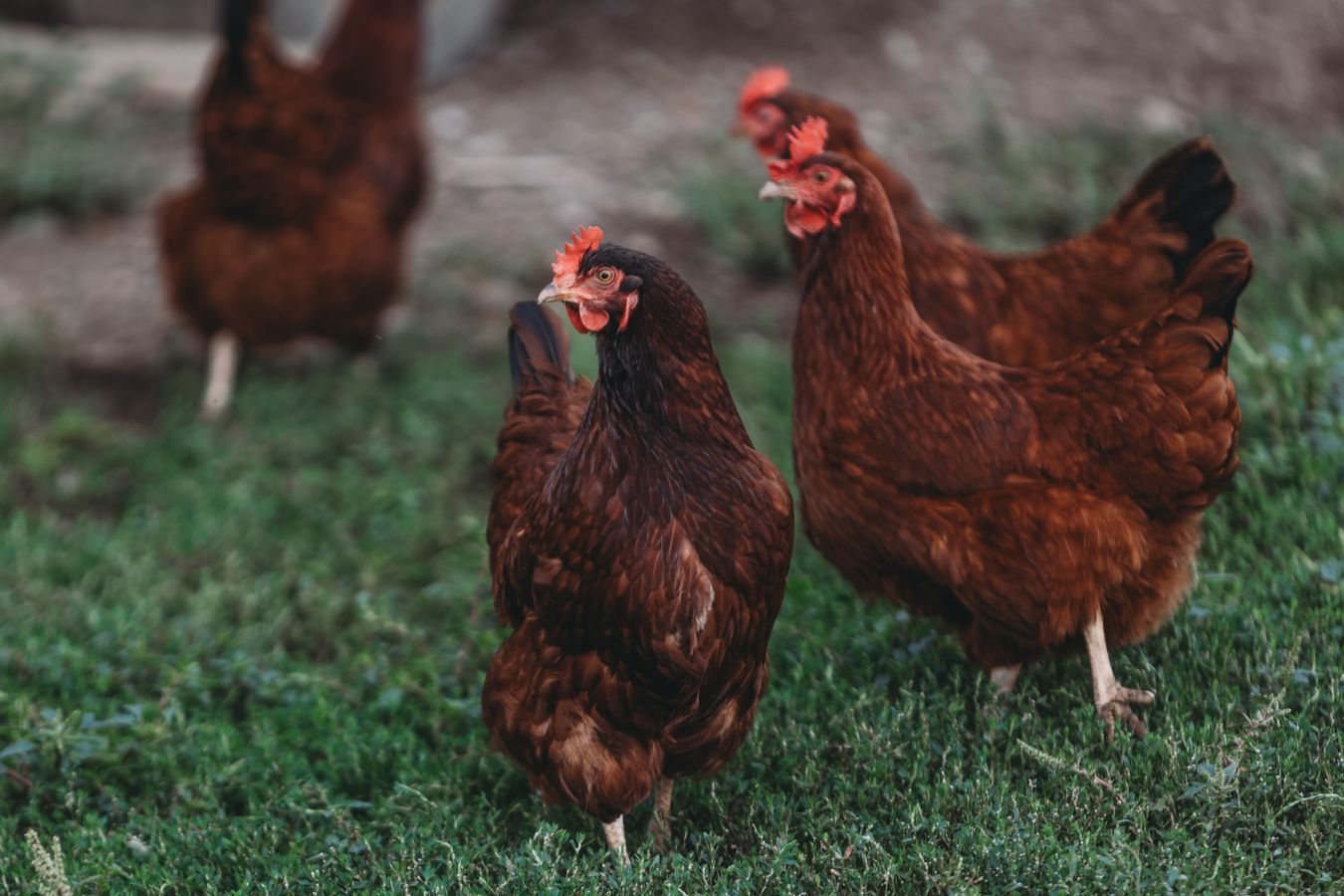 A group of brown hens standing together on grass